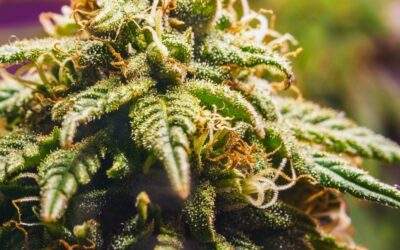 How to Increase Marijuana Plant Yields: 10 Simple Tips