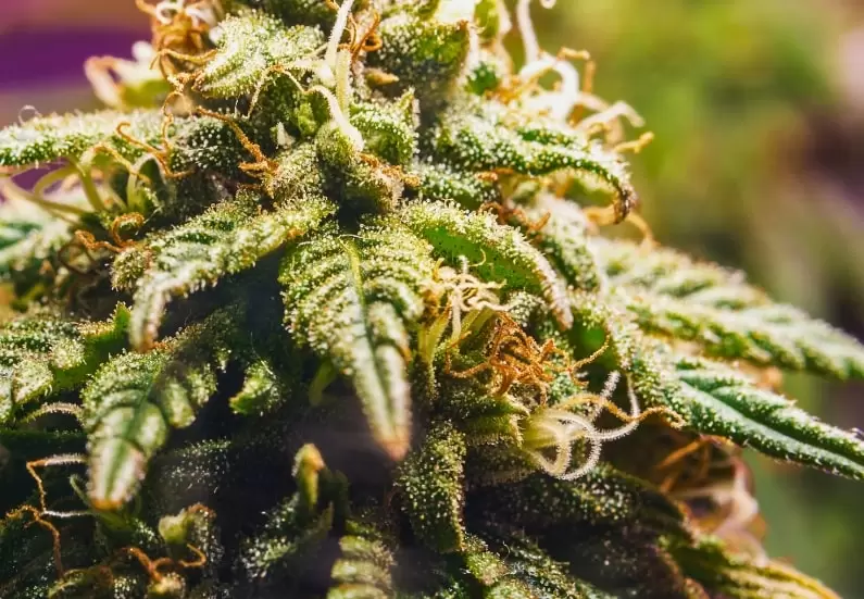 How to Increase Marijuana Plant Yields: 10 Simple Tips