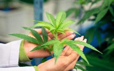 Marijuana Plant Pest Control: Prevention and Management