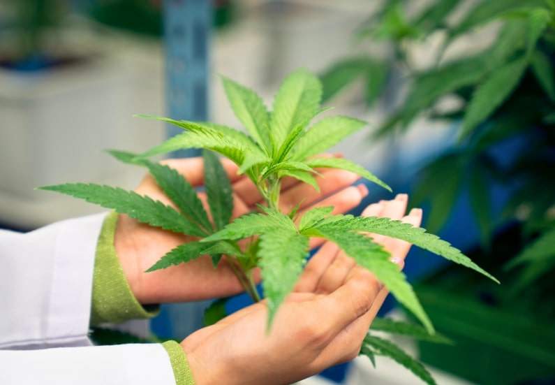 Marijuana Plant Pest Control: Prevention and Management.