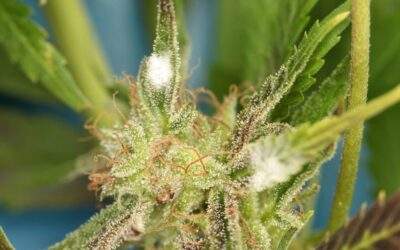 Marijuana Plant Diseases: How to Spot Bud Rot, Mold, and Root Rot Early