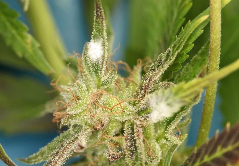 Close-up of a marijuana plant infected with bud rot, showing white mold growth on the buds and leaves.