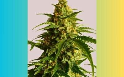 Super Lemon Haze Cannabis Strain Facts and Information