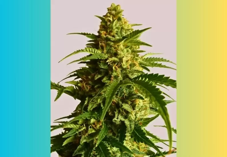 Super Lemon Haze Cannabis Strain Facts and Information