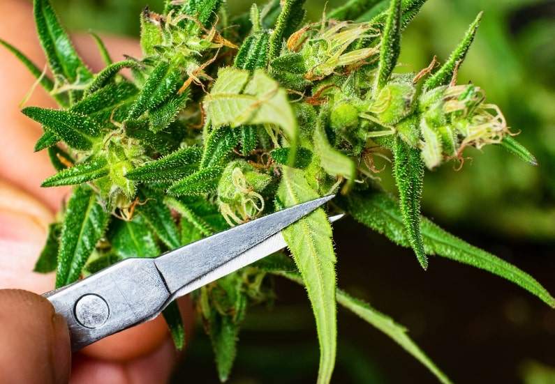 Close-up of marijuana bud trimming with scissors, removing excess leaves to improve quality.