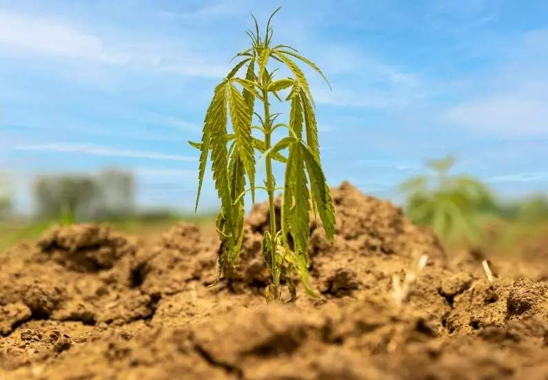 A struggling cannabis plant with drooping leaves in dry soil under a blue sky, showing signs of dehydration and stress.