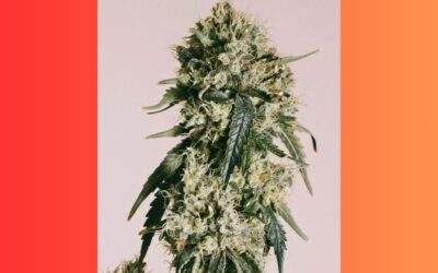 Cherry Pie Cannabis Strain Facts and Information