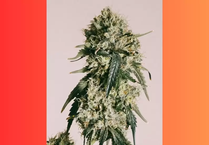 Cherry Pie Cannabis Strain Facts and Information