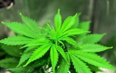 10 Critical Mistakes Indoor Cannabis Growers Keep Making (And How to Avoid Them)