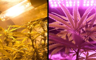 LED vs. HPS Grow Lights: What’s Best for Growing Indoor Cannabis?