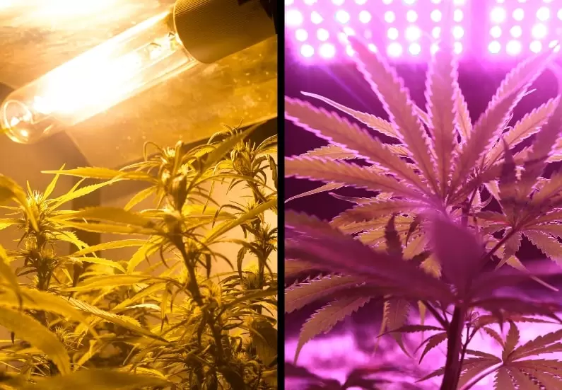 LED vs HPS Grow Lights for Indoor Cannabis Growing Side-by-side comparison of LED and HPS grow lights for indoor cannabis cultivation.