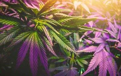 Understanding Light Cycles for Growing Marijuana