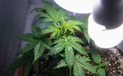 How to Set Up a Small Indoor Cannabis Grow Room