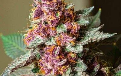 Top 10 High-Yield Cannabis Strains for Growers That Will Blow Your Mind