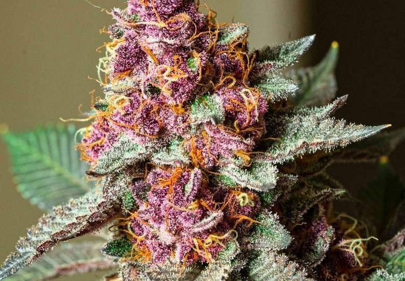 High-Yield Cannabis Bud Close-Up – Top Performing Strains. High-yield cannabis strain with vibrant purple buds and dense trichomes.