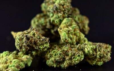 Top 10 Most Popular Hybrid Cannabis Strains (With Effects & Flavor Notes)