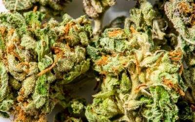 Top 10 Low-Maintenance Cannabis Strains to Grow Indoors