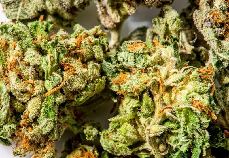 Top 10 Low-Maintenance Cannabis Strains to Grow Indoors